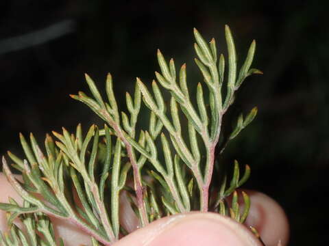 Image of Banksia bipinnatifida subsp. multifida (A. S. George) A. R. Mast & K. R. Thiele