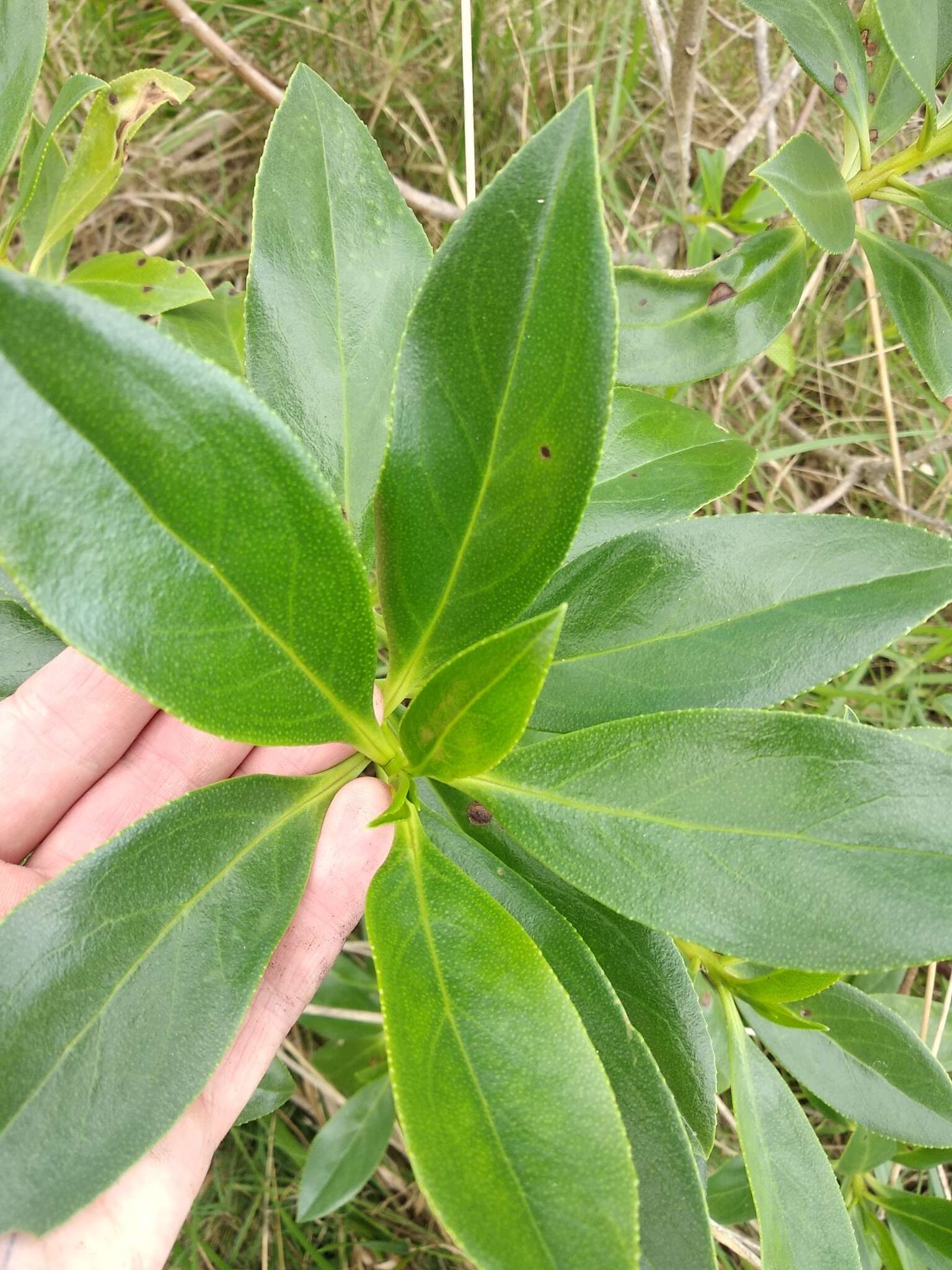 Myoporum insulare R. Br. resmi