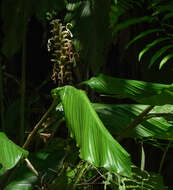 Imagem de Larsenianthus careyanus (Benth. & Hook. fil.) W. J. Kress & Mood