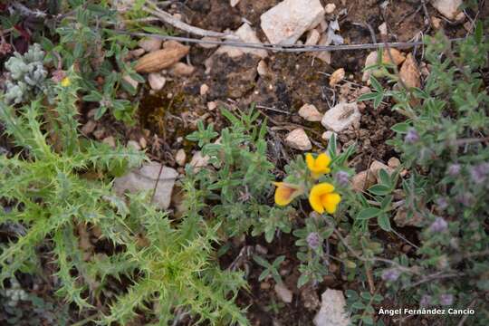 صورة Argyrolobium zanonii (Turra) P. W. Ball