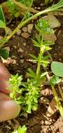 Image of warty bedstraw