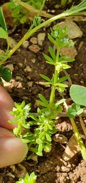 Image of warty bedstraw