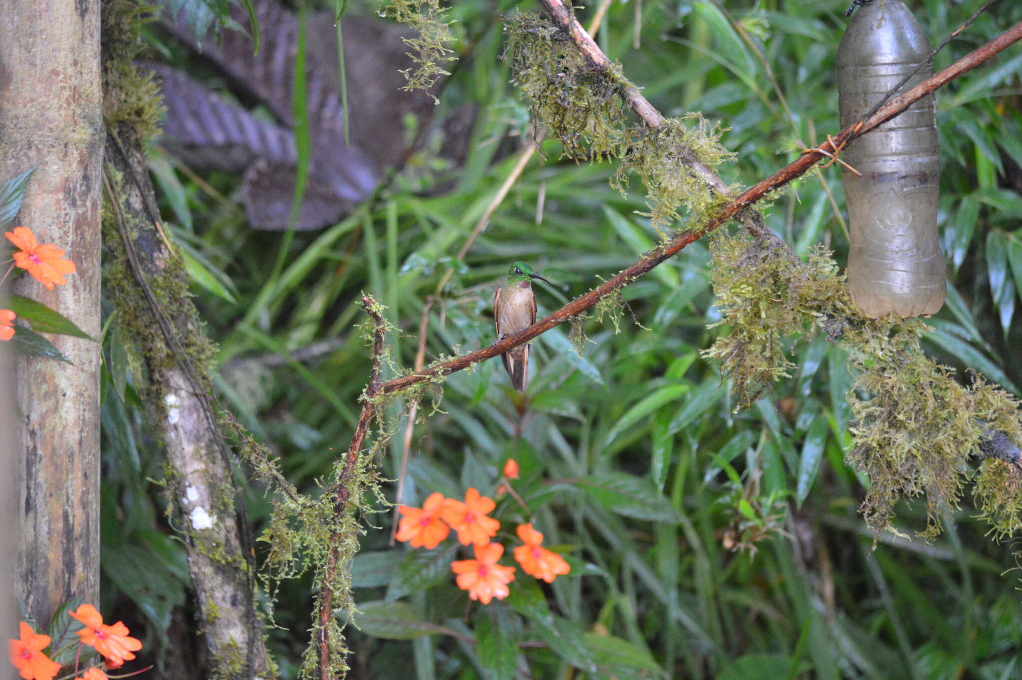 Image of Fawn-breasted Brilliant