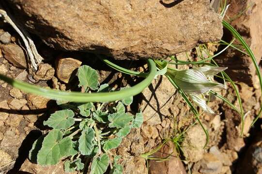 Image of African crocus