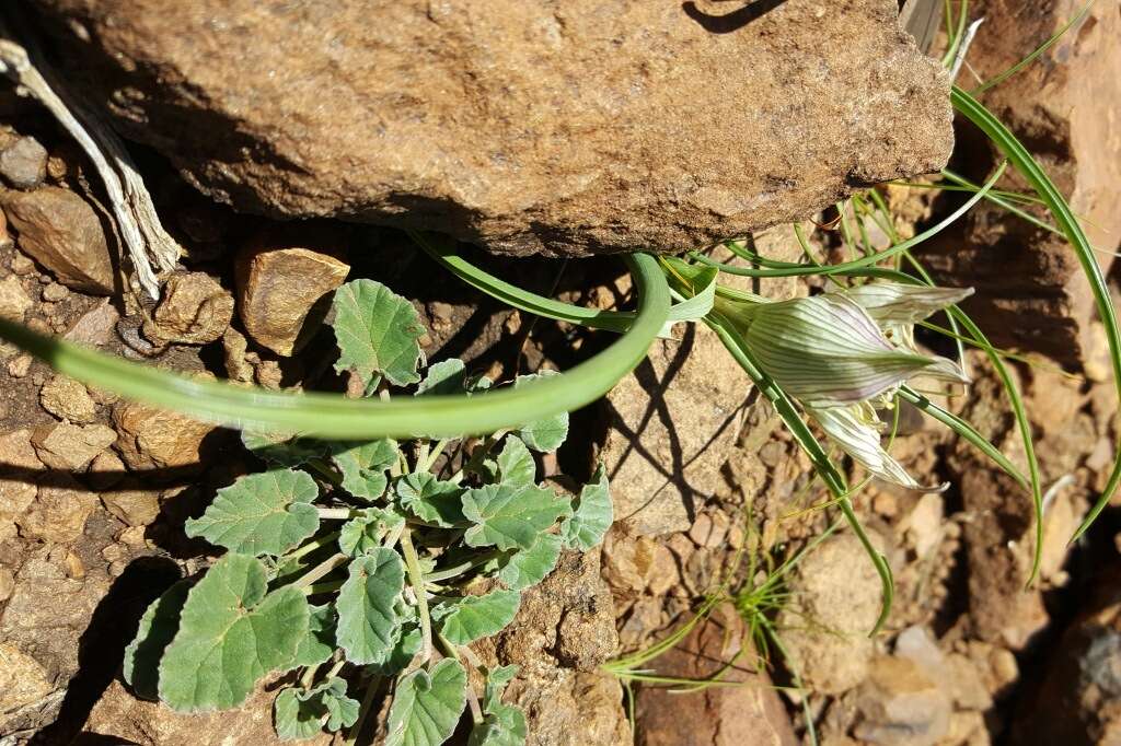 Image of African crocus