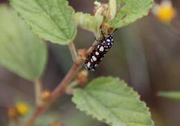 Sivun Cydosia nobilitella Cramer 1779 kuva