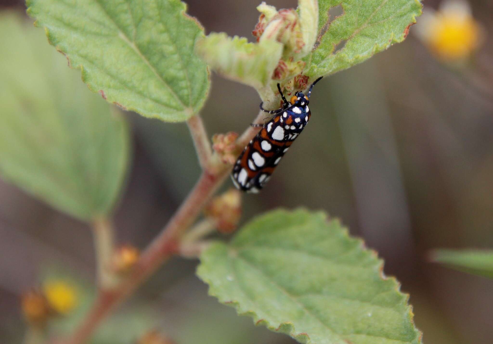 Image de Cydosia nobilitella Cramer 1779