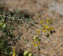 Image of Cleomella arborea var. globosa (Coville) J. C. Hall & Roalson