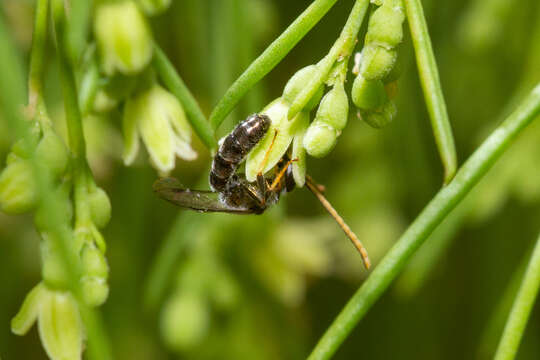 Plancia ëd Lasioglossum loetum (Brullé 1840)