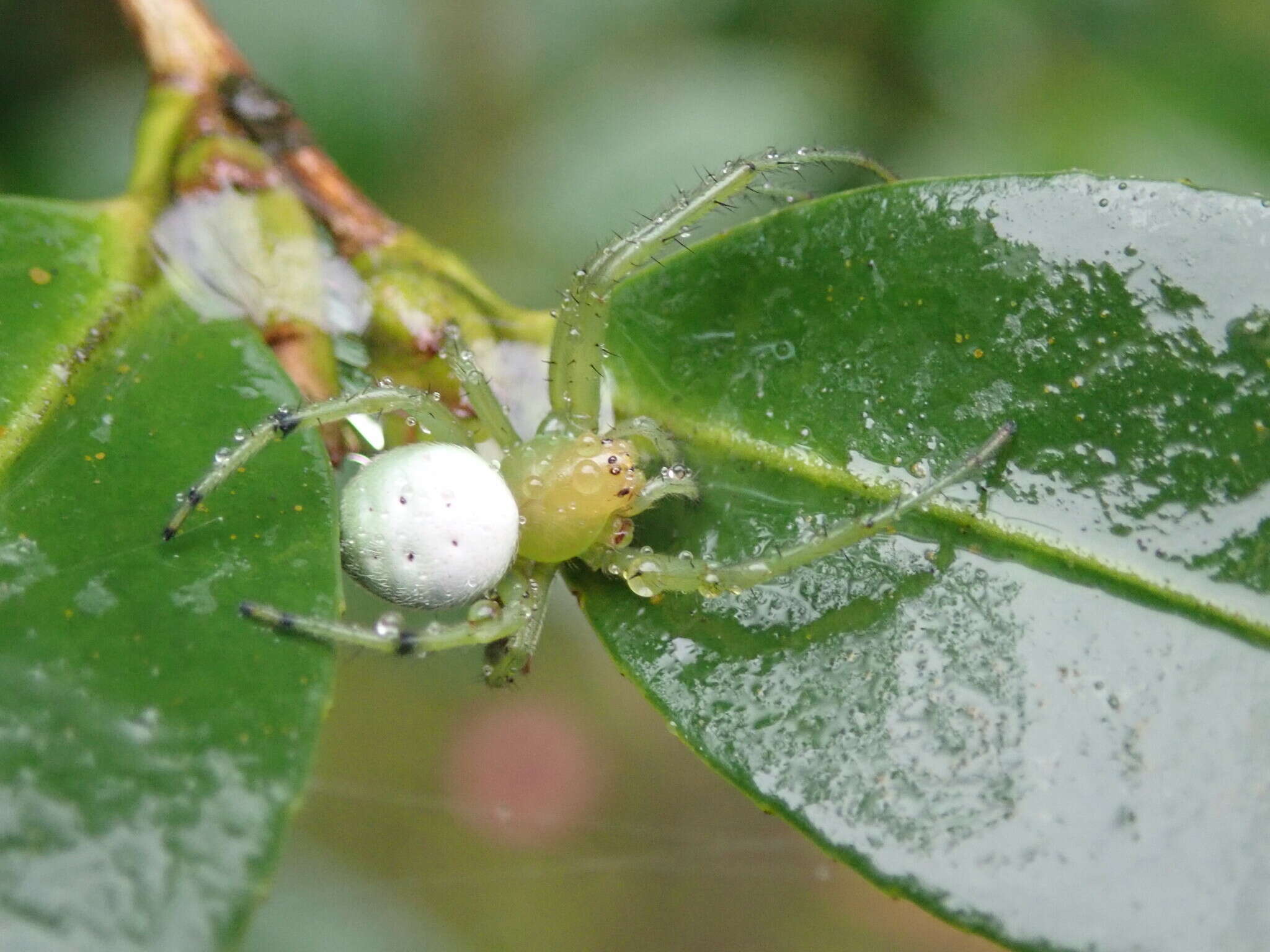 Image of Aoaraneus pentagrammicus