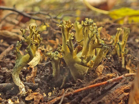 Phaeoclavulina echinovirens (Corner, K. S. Thind & Dev) Giachini 2011 resmi