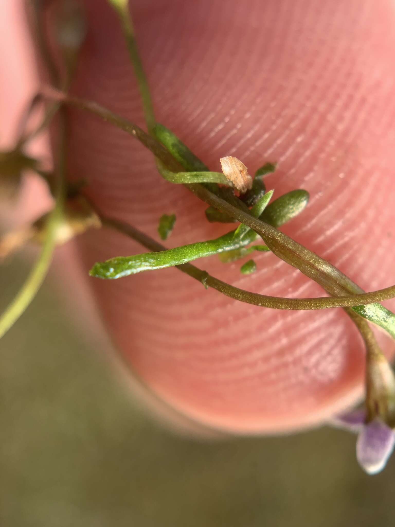 Sivun Limosella longiflora Kuntze kuva