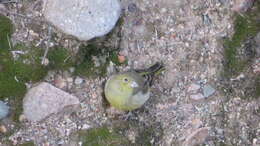 Image of Monte Yellow Finch