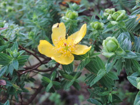 Image of Hypericum revolutum Vahl