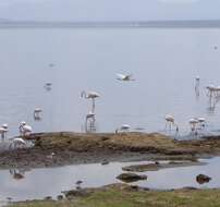 Image of African Spoonbill