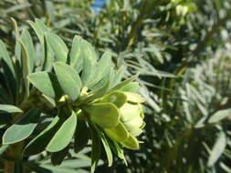Image of Euphorbia characias subsp. characias