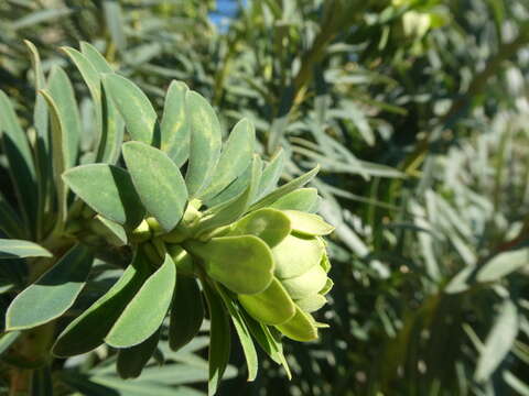 Euphorbia characias subsp. characias resmi