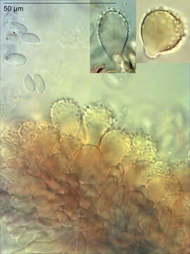 Image of Mycena metata (Secr. ex Fr.) P. Kumm. 1871