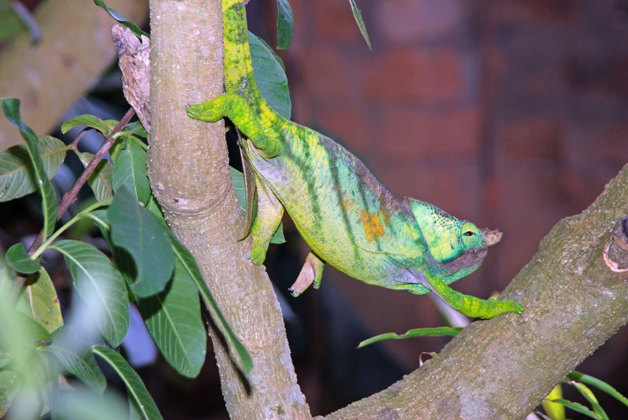 Image of Parson’s chameleon