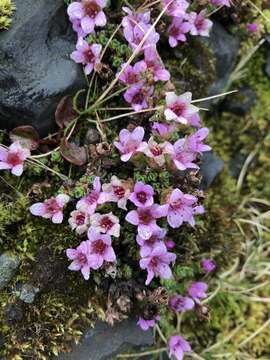 Image of purple mountain saxifrage