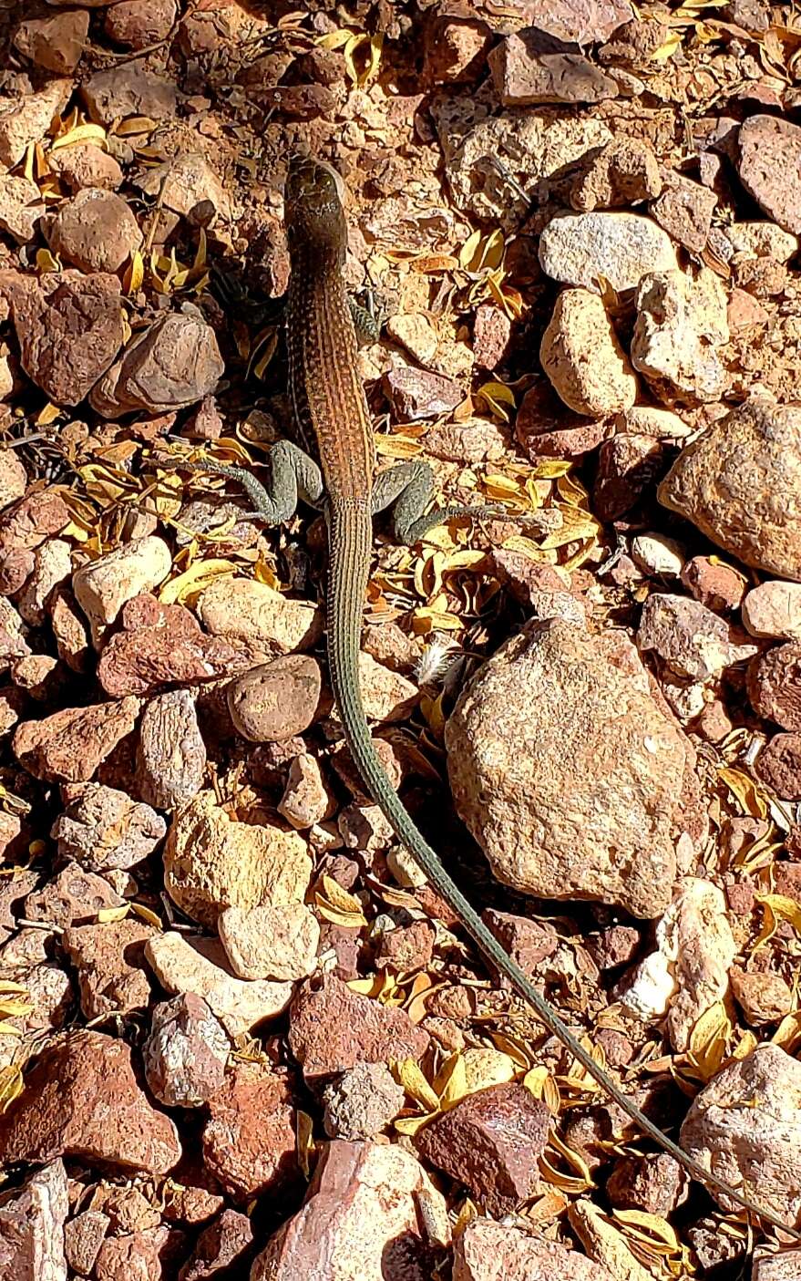 Image of Aspidoscelis xanthonotus (Duellman & Lowe 1953)