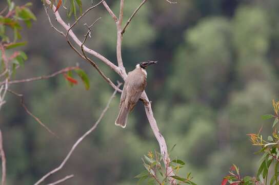 Image of Noisy Friarbird