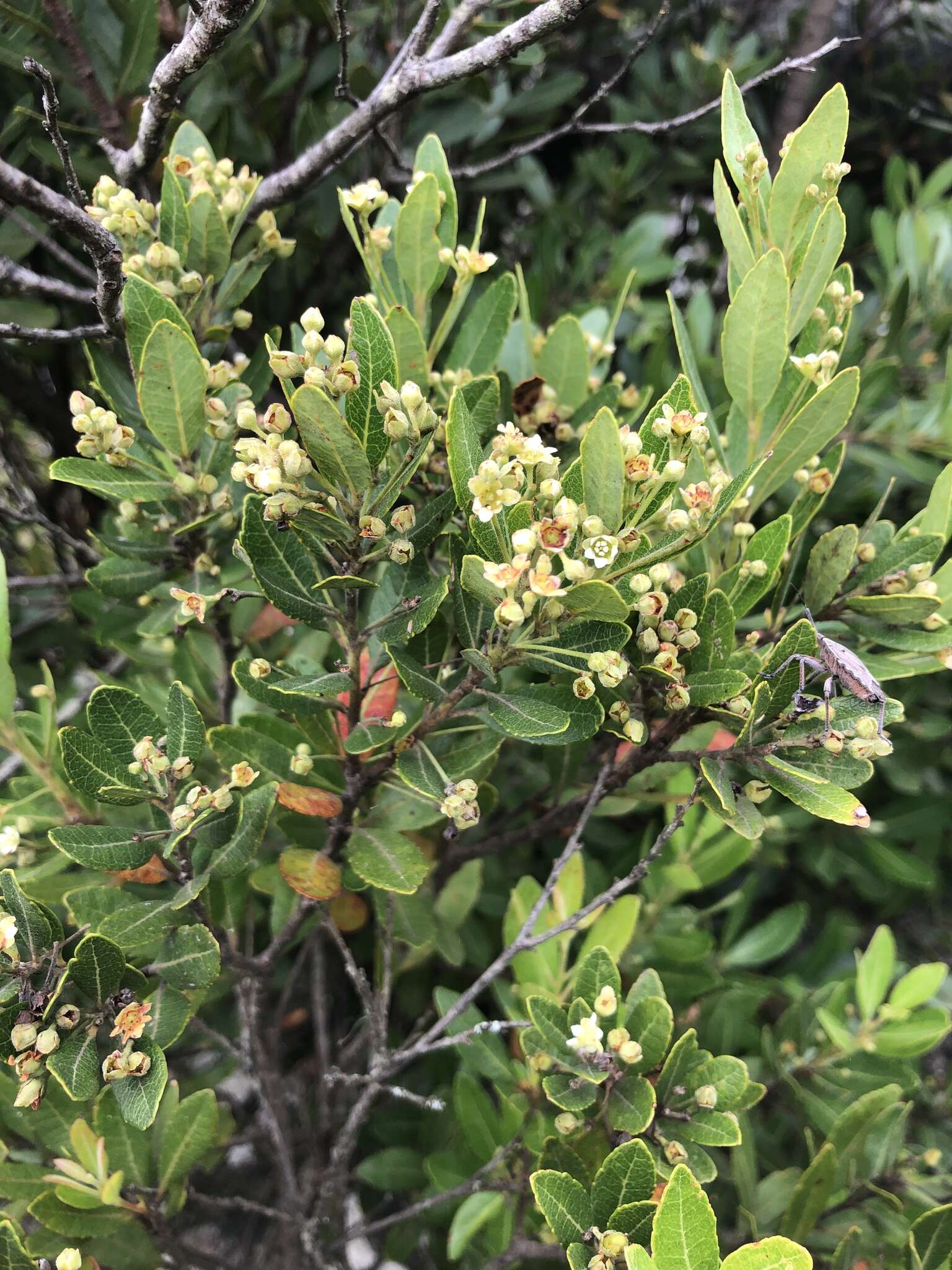 Imagem de Gerrardina foliosa Oliv.