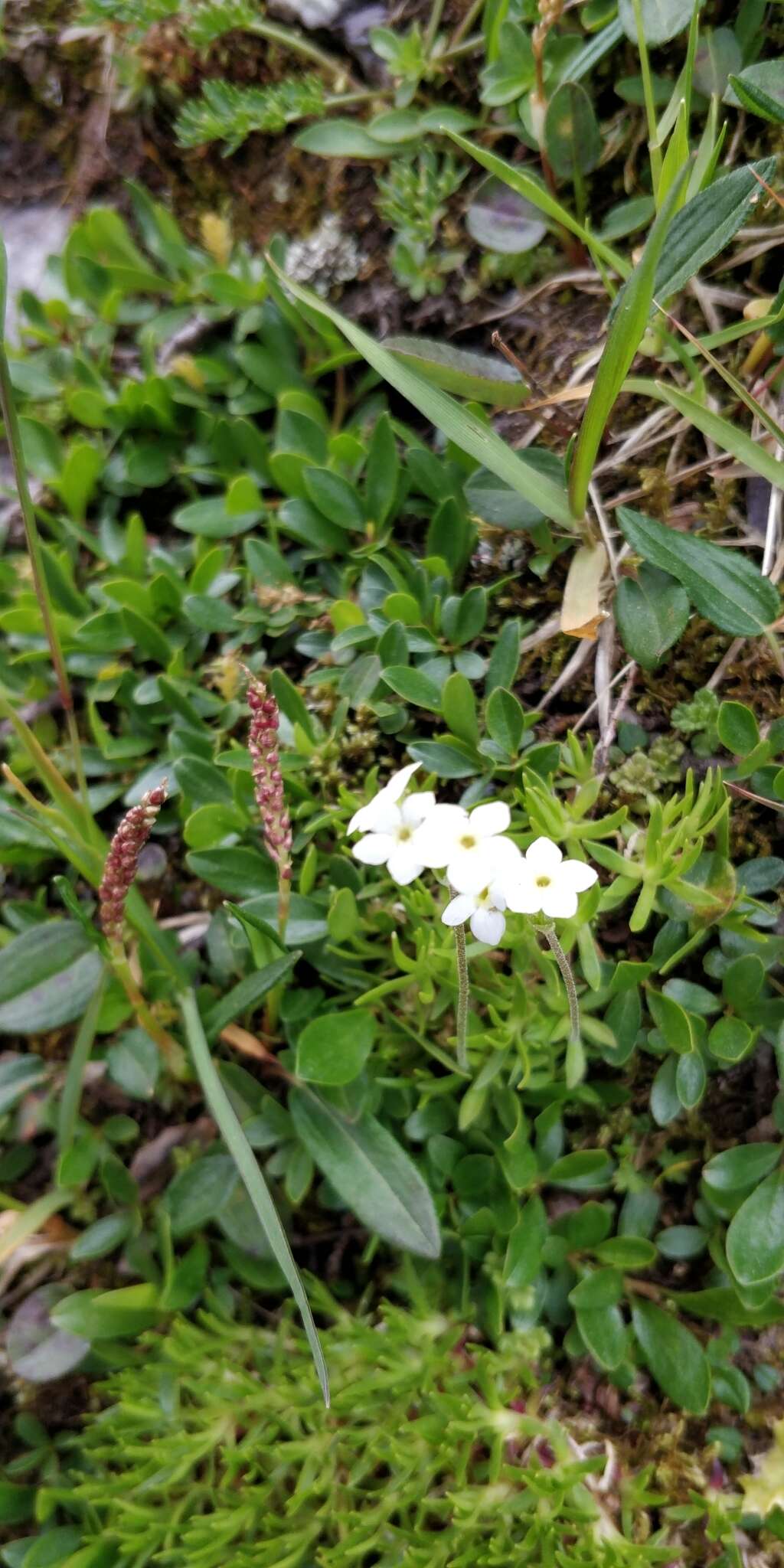 Image of Androsace obtusifolia All.