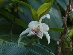 Image of Sobralia pulcherrima Garay