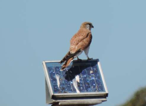 Image of Australian Kestrel