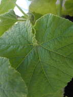 Image of Cucurbita maxima subsp. maxima