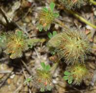 Image of southern clover