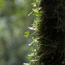 Image of Elaphoglossum peltatum f. flabellatum (Humb. & Bonpl. ex Willd.) Mickel