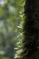 Image de Elaphoglossum peltatum f. flabellatum (Humb. & Bonpl. ex Willd.) Mickel