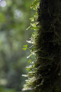 Image de Elaphoglossum peltatum f. flabellatum (Humb. & Bonpl. ex Willd.) Mickel