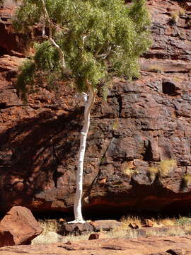 Image of Corymbia aparrerinja K. D. Hill & L. A. S. Johnson