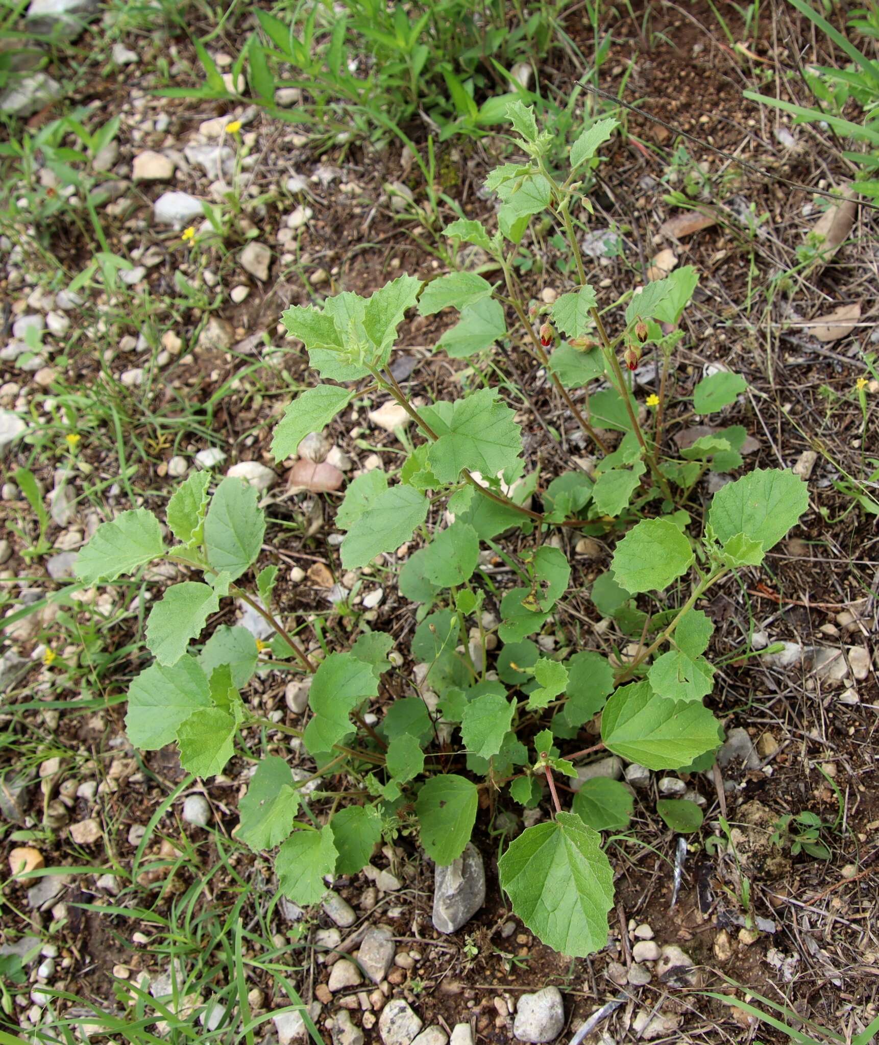 Image of Texas burstwort