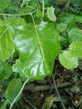 Image of Hyperbaena ilicifolia Standl.