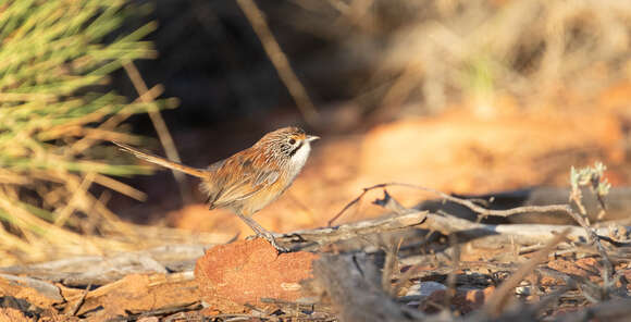 Image of Opalton Grasswren