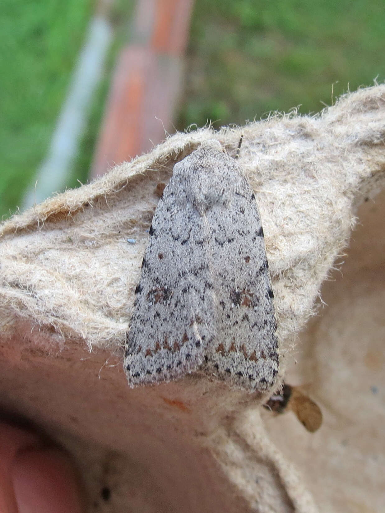 Image de Caradrina multifera Walker 1856