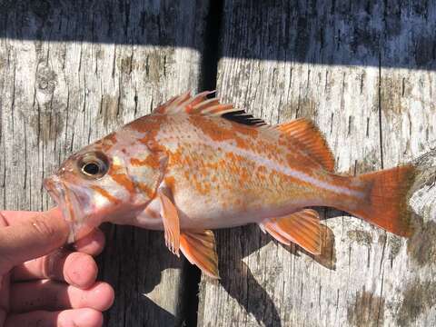 Image of Canary rockfish