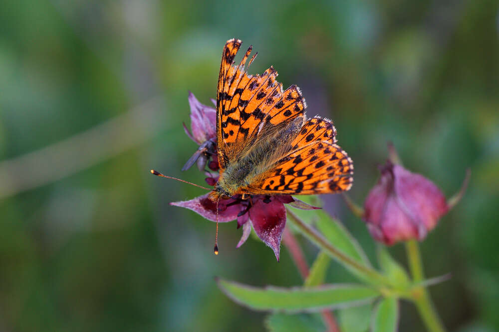 Image of cranberry fritillary