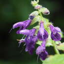 Image of Salvia glabrescens Makino