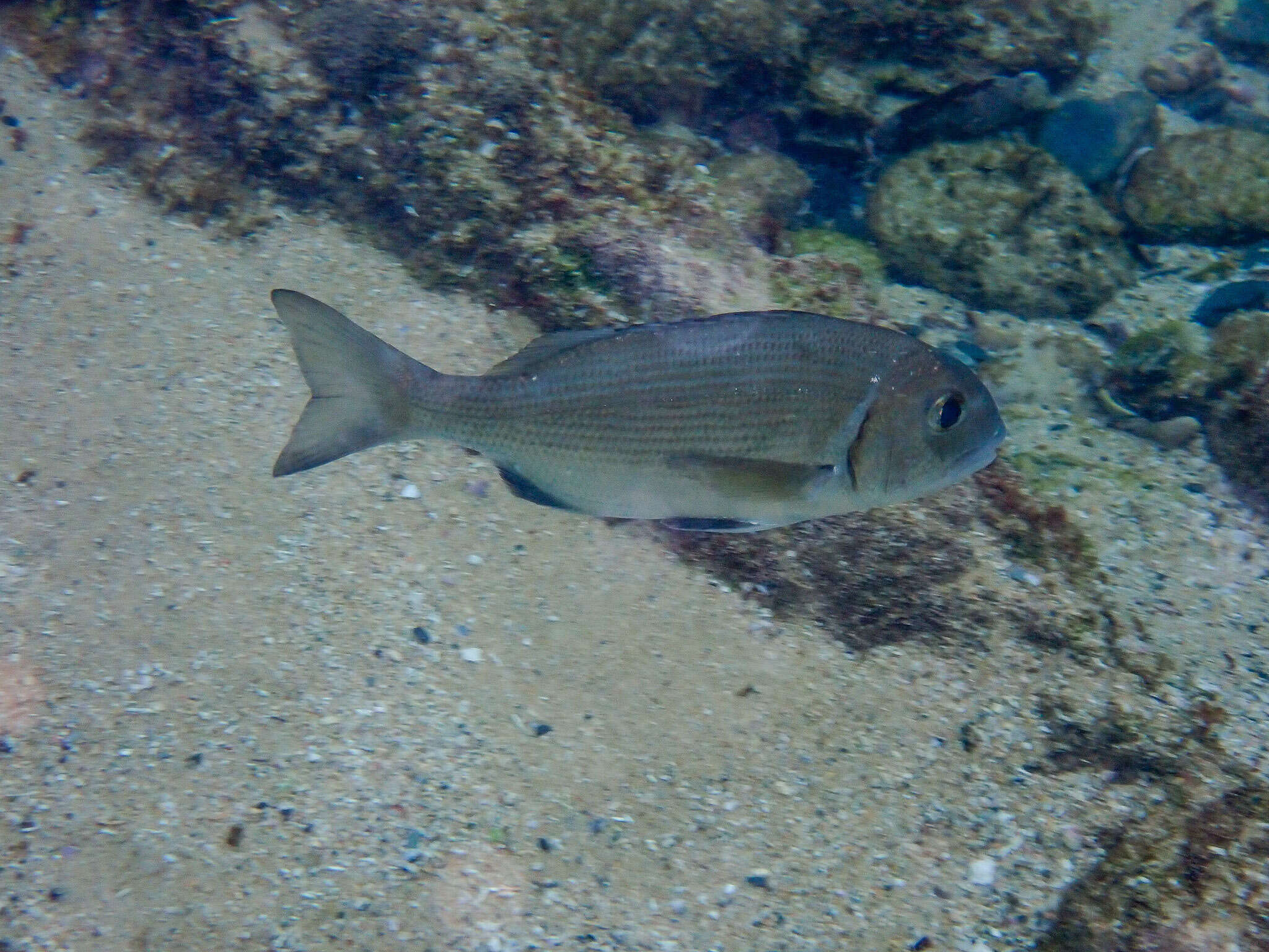 Image of Sparodon