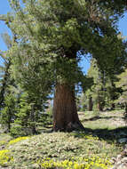 Image of western white pine