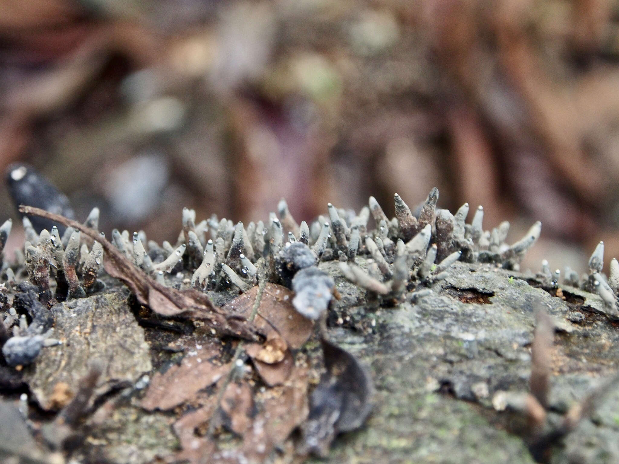 Слика од Xylaria feejeensis (Berk.) Fr. 1851