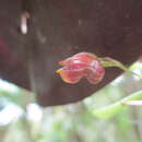 Imagem de Masdevallia molossus Rchb. fil.