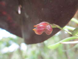 Image of Masdevallia molossus Rchb. fil.