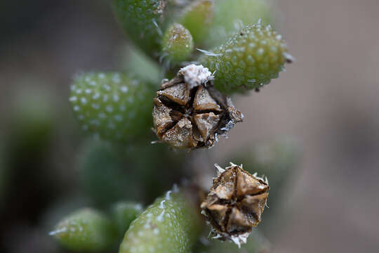 Image of Delosperma echinatum (Lam.) Schwant.