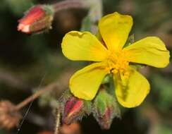 Image of thyme-leaved fumana